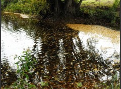  Nature Marais de Sissonne