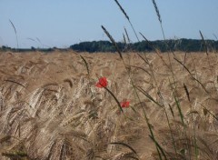  Nature Solitude des coquelicots - Belgique