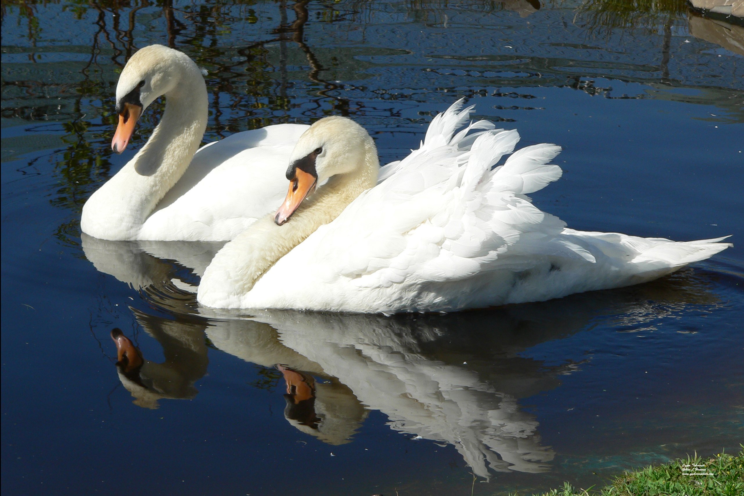 Fonds d'cran Animaux Oiseaux - Cygnes Cygne tubercul