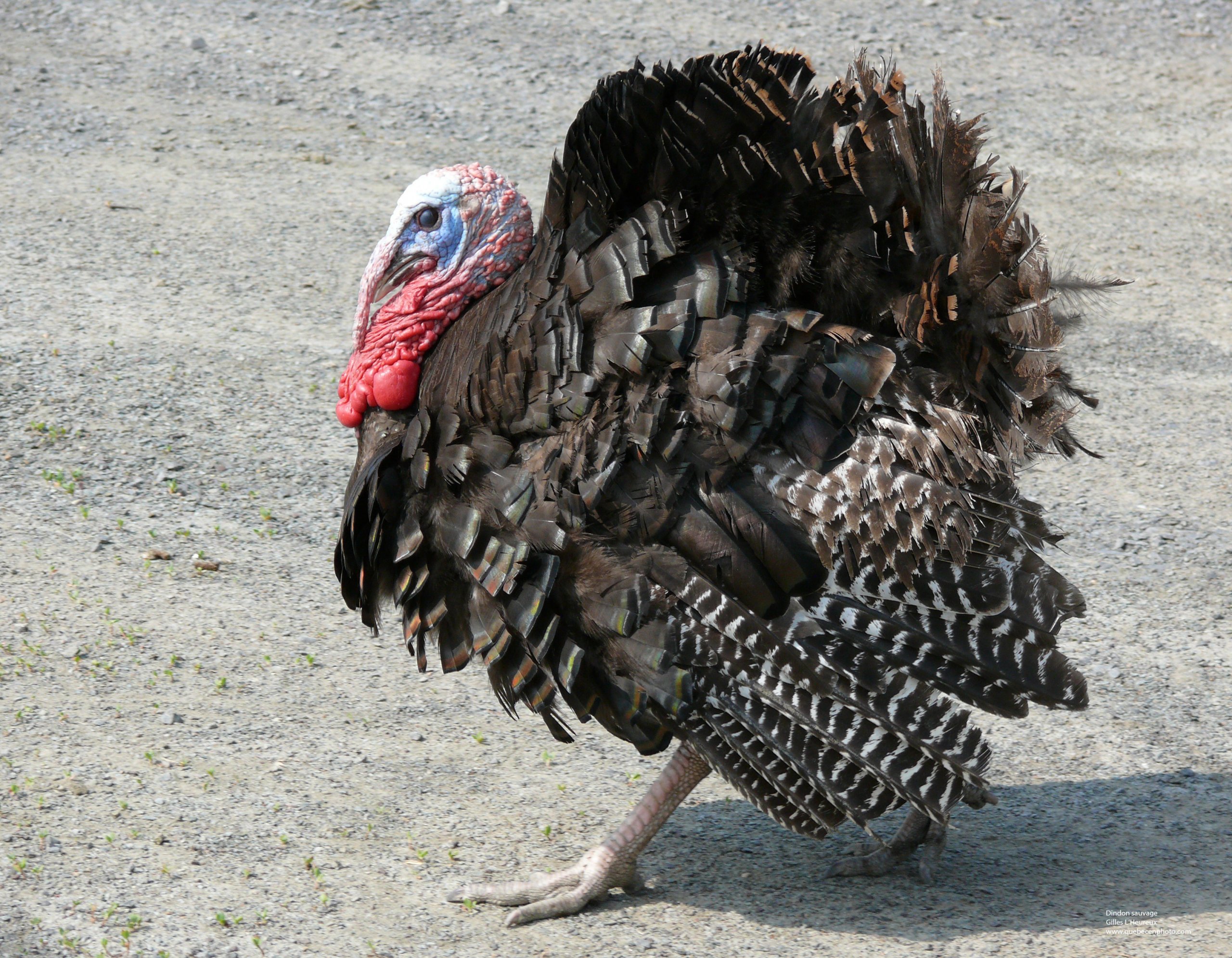 Fonds d'cran Animaux Oiseaux - Dindons Dindons sauvage