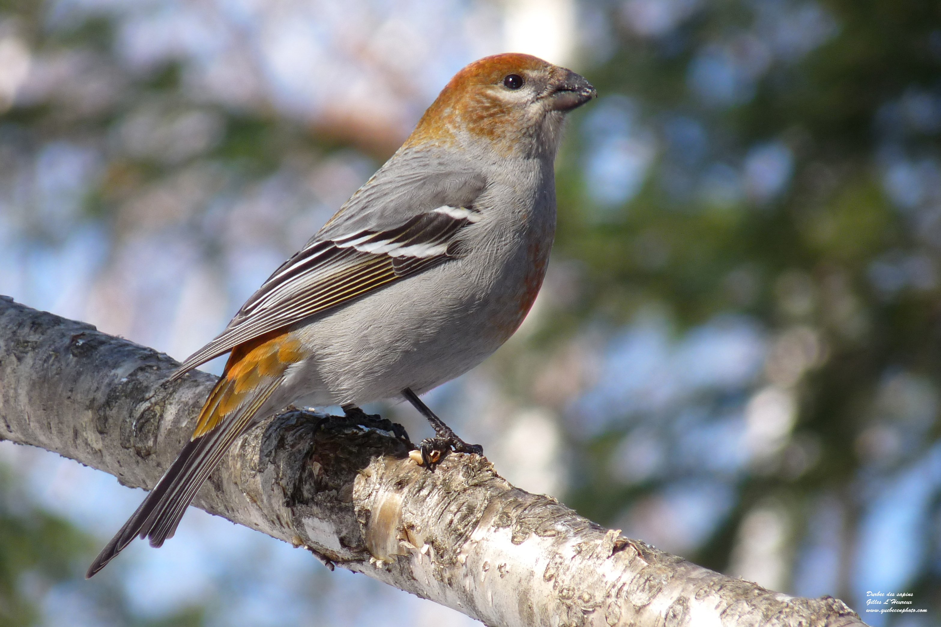 Fonds d'cran Animaux Oiseaux - Durbecs Durbec des sapins femelle