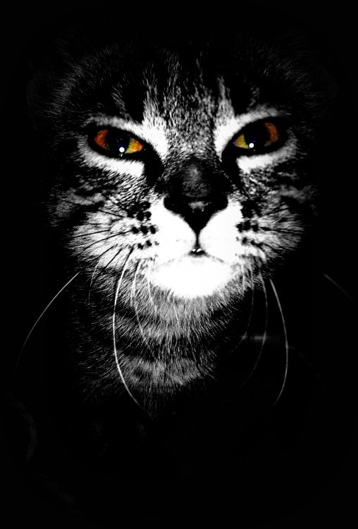 Wallpapers Animals Cats - Kittens lily m.