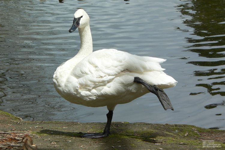 Fonds d'cran Animaux Oiseaux - Cygnes Cygne trompette