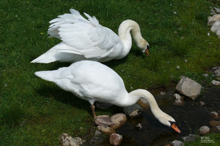 Fonds d'cran Animaux Oiseaux - Cygnes Cygne tubercul