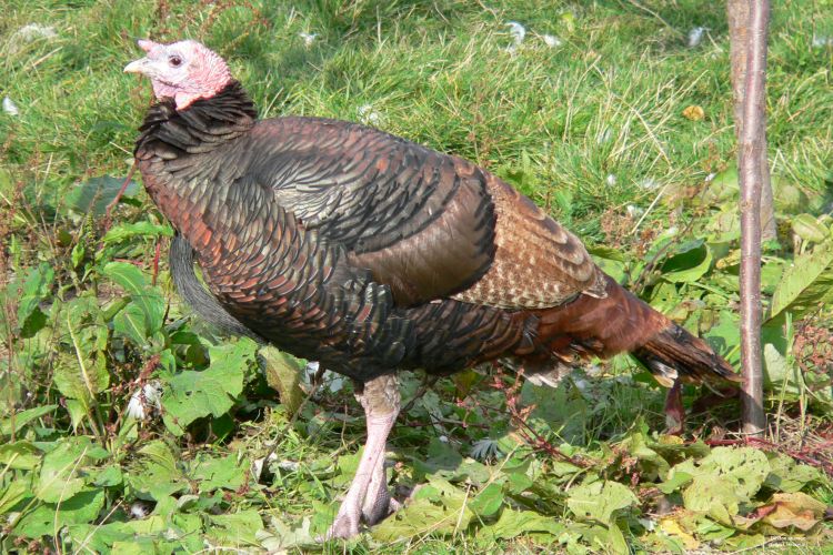 Fonds d'cran Animaux Oiseaux - Dindons Dindons sauvage