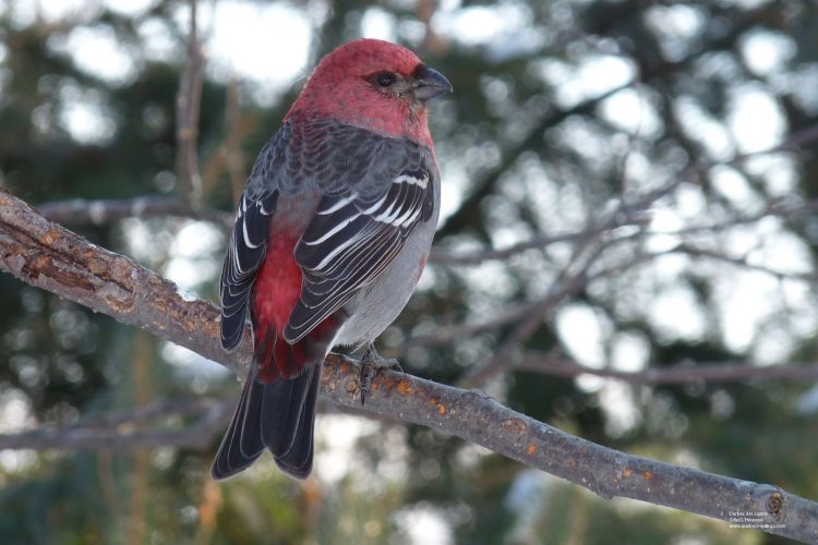 Fonds d'cran Animaux Oiseaux - Durbecs Durbec des sapins mle