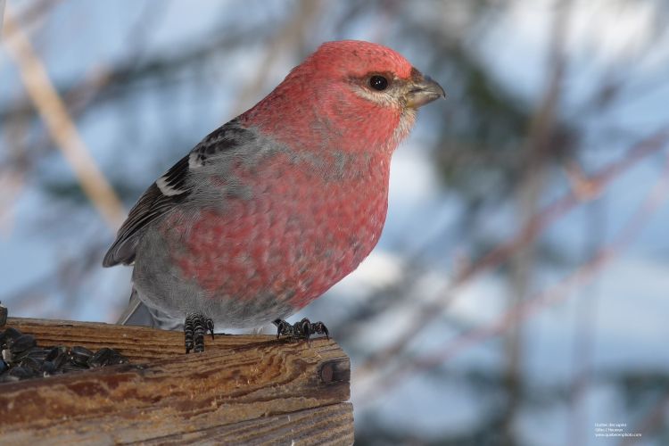 Wallpapers Animals Oiseaux - Durbecs Durbec des sapins mle