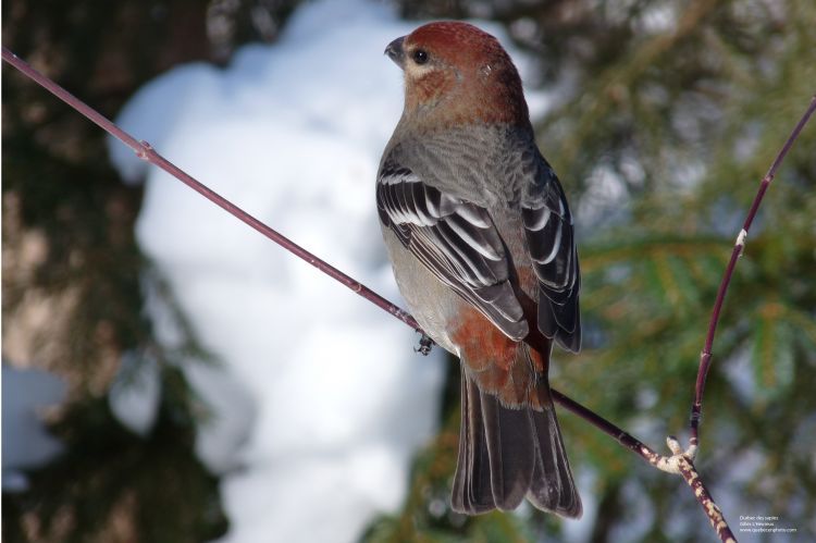 Wallpapers Animals Oiseaux - Durbecs Durbec des sapins femelle