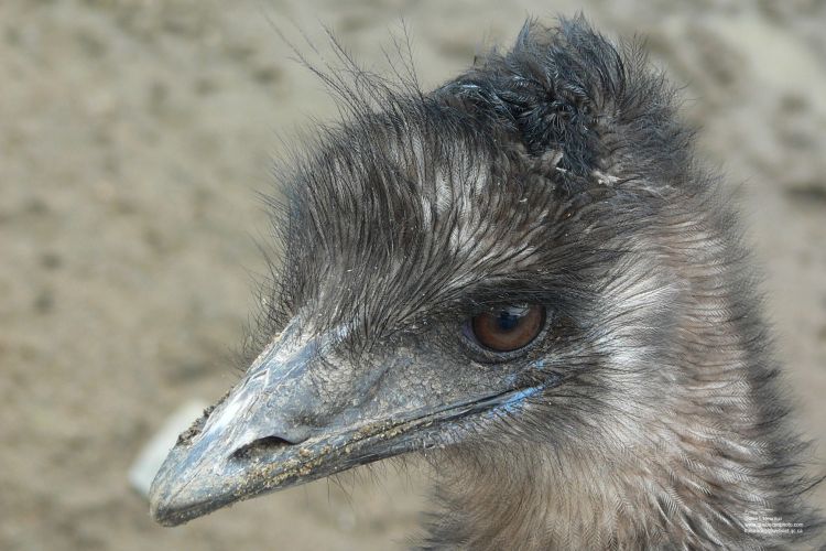 Wallpapers Animals Birds - Ostriches and Emus meu