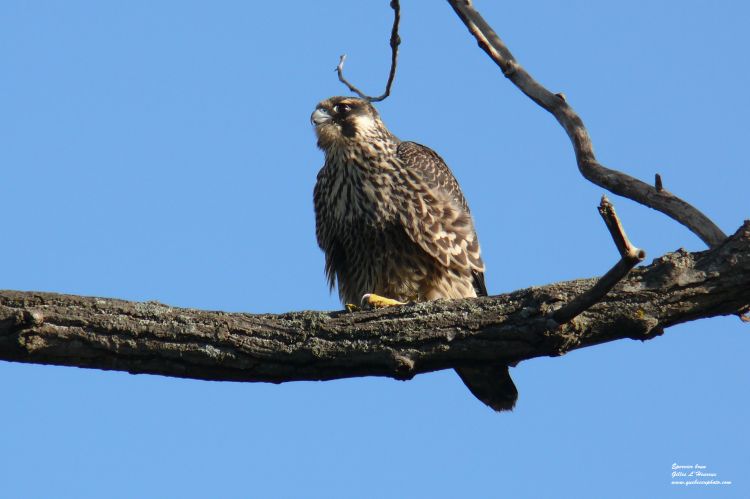 Fonds d'cran Animaux Oiseaux - Eperviers pervier brun