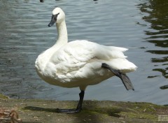  Animaux Cygne trompette