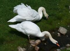  Animaux Cygne tubercul