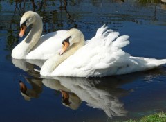  Animaux Cygne tubercul