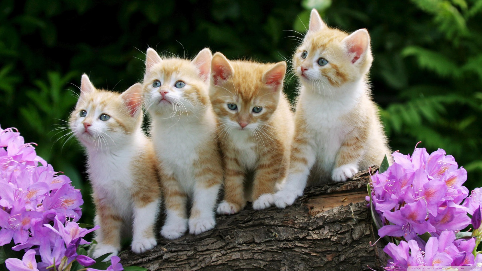 Fonds d'cran Animaux Chats - Chatons Chat