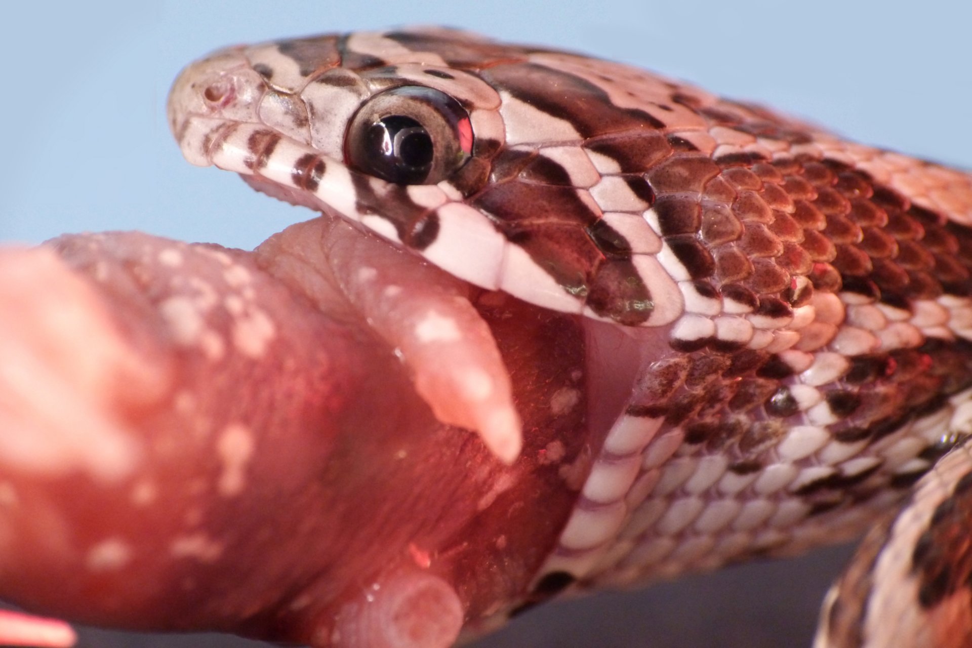 Fonds d'cran Animaux Serpents Elaphe Guttata