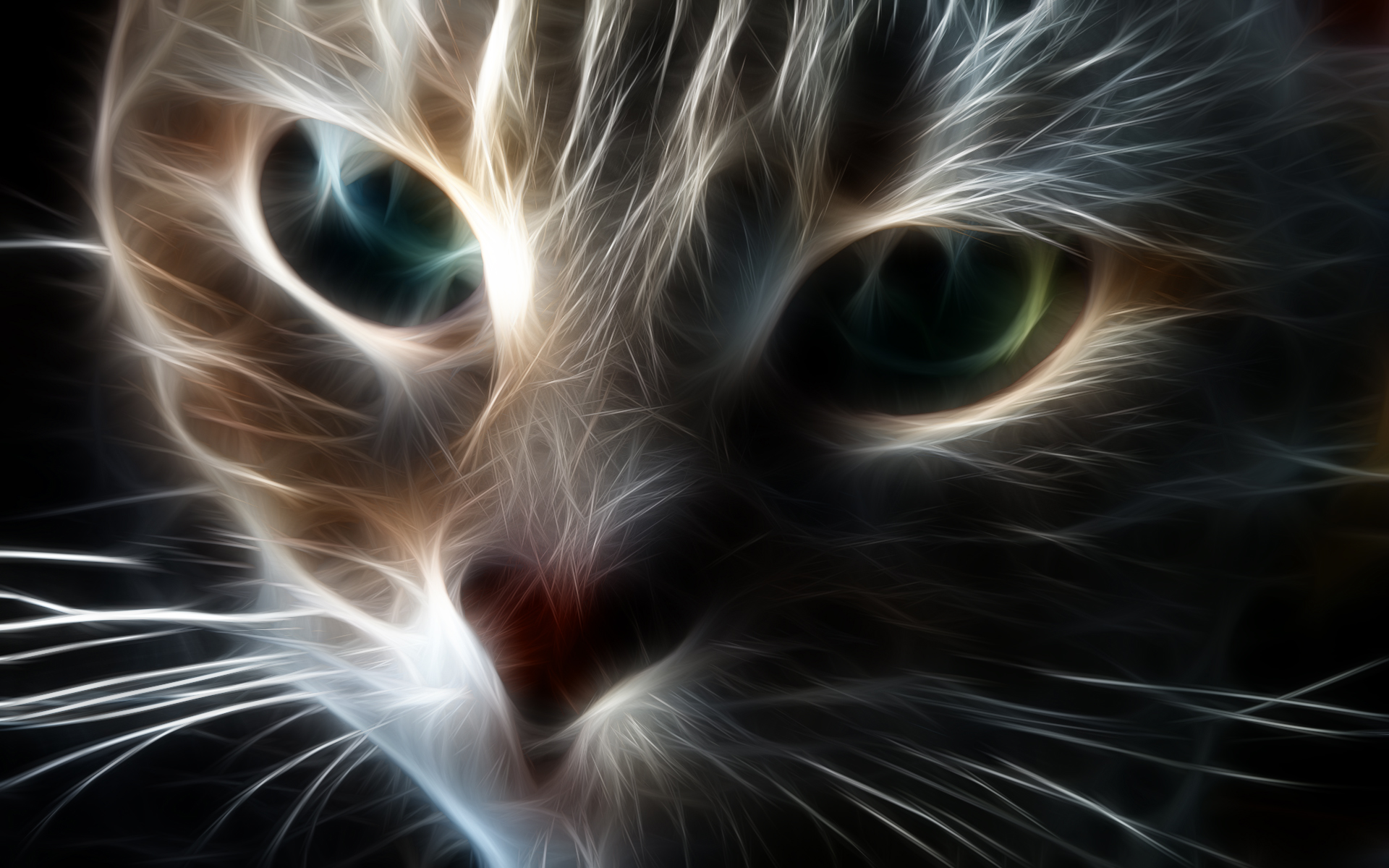 Wallpapers Animals Cats - Kittens Chat