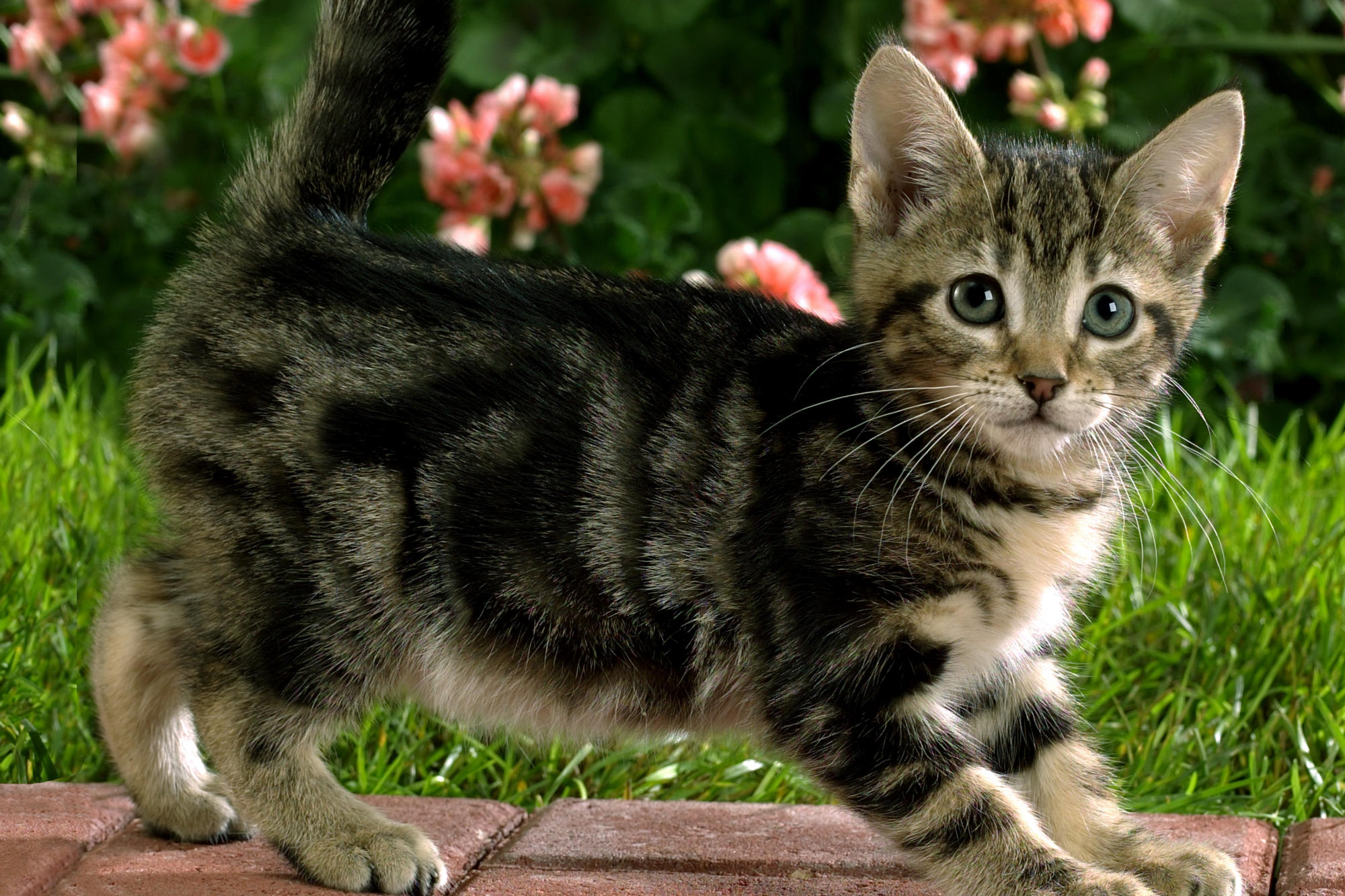 Fonds d'cran Animaux Chats - Chatons Chat