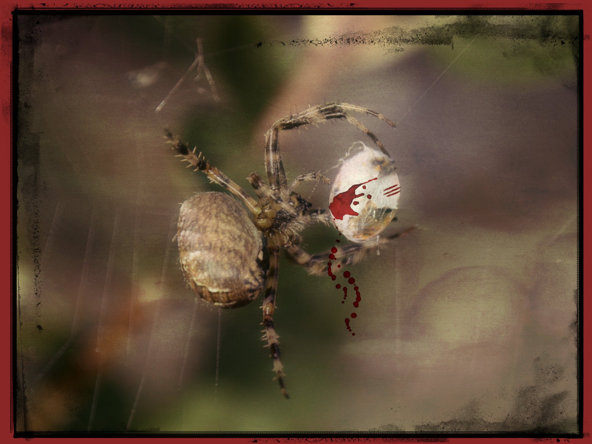 Wallpapers Animals Spiders Arachnid attack