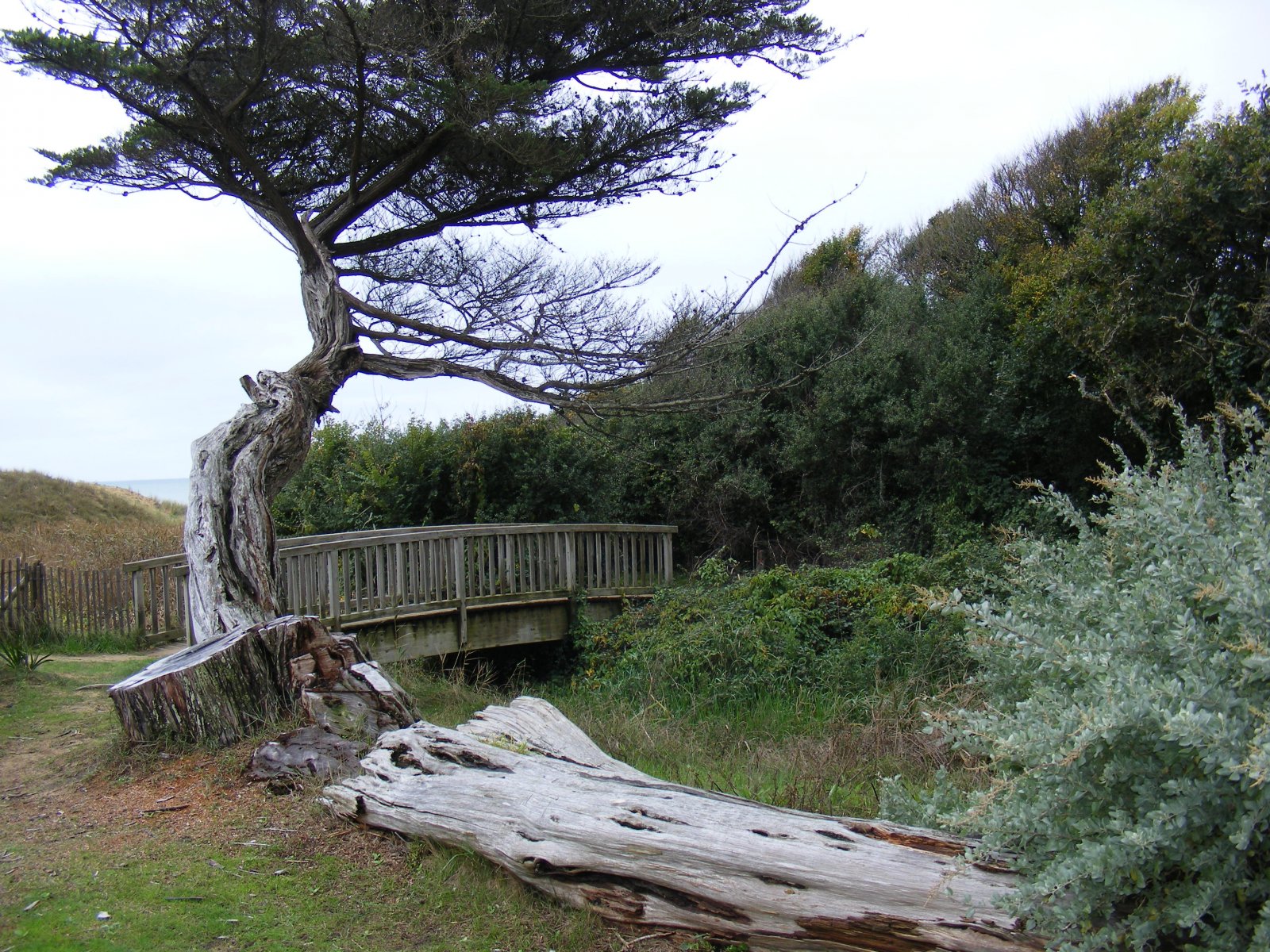 Fonds d'cran Nature Arbres - Forts 