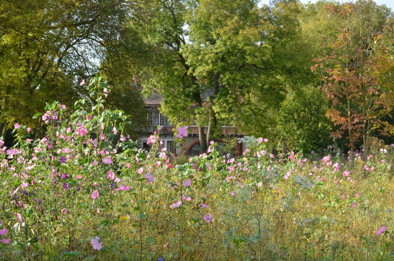 Fonds d'cran Nature Arbres - Forts 