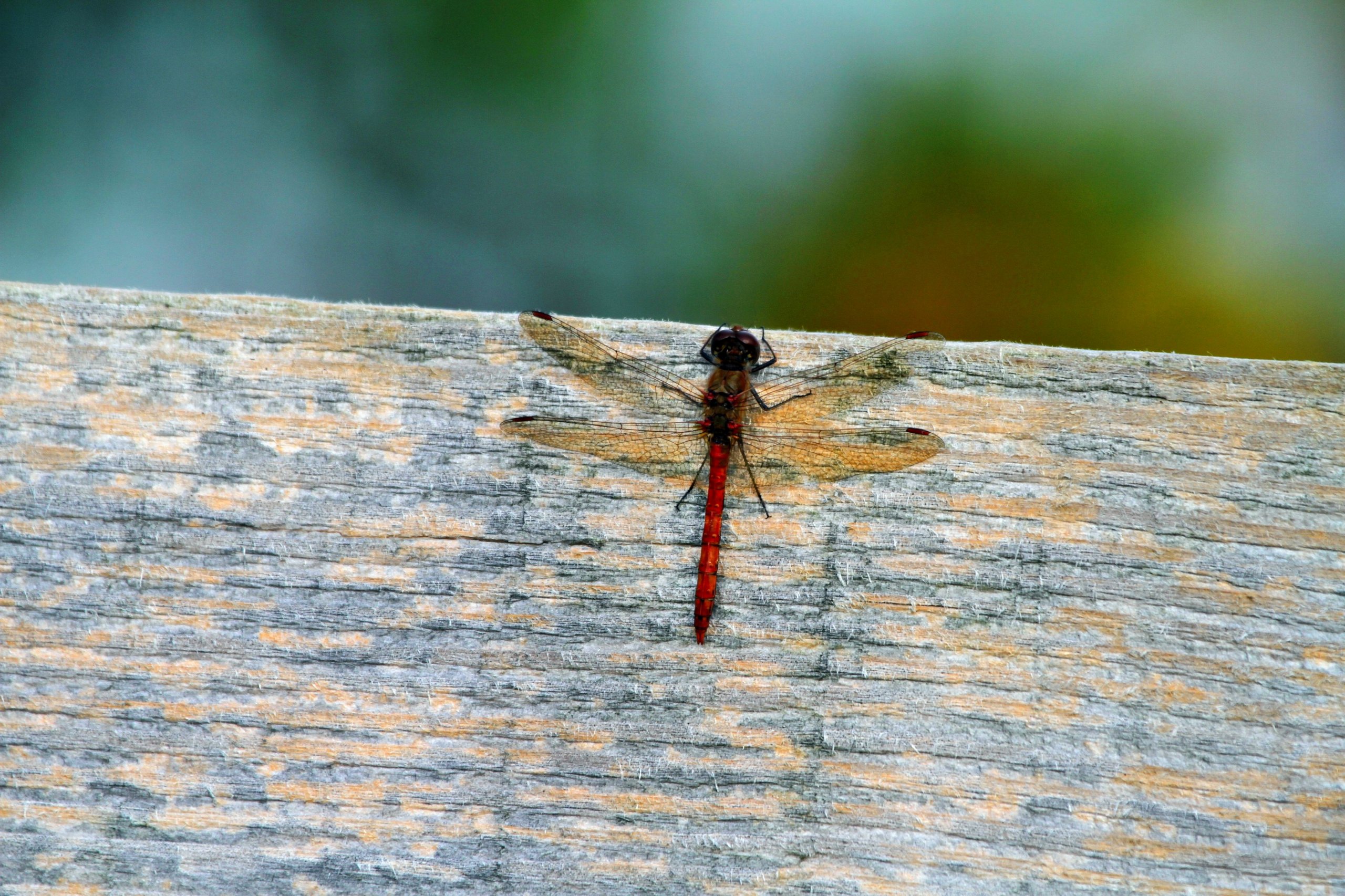 Fonds d'cran Animaux Insectes - Libellules 