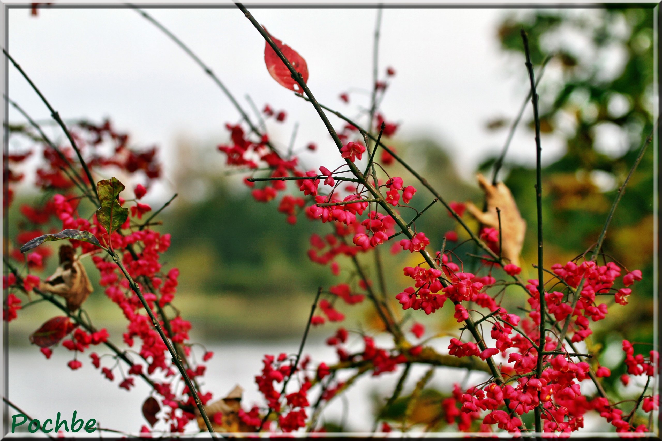 Fonds d'cran Nature Fleurs 