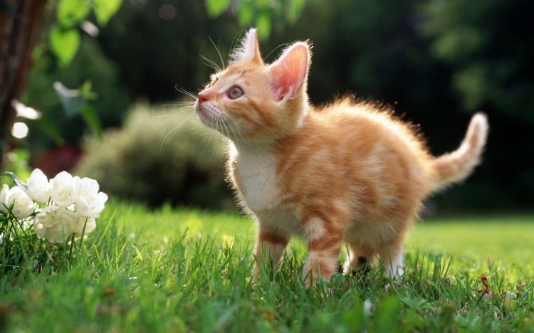 Fonds d'cran Animaux Chats - Chatons Chat