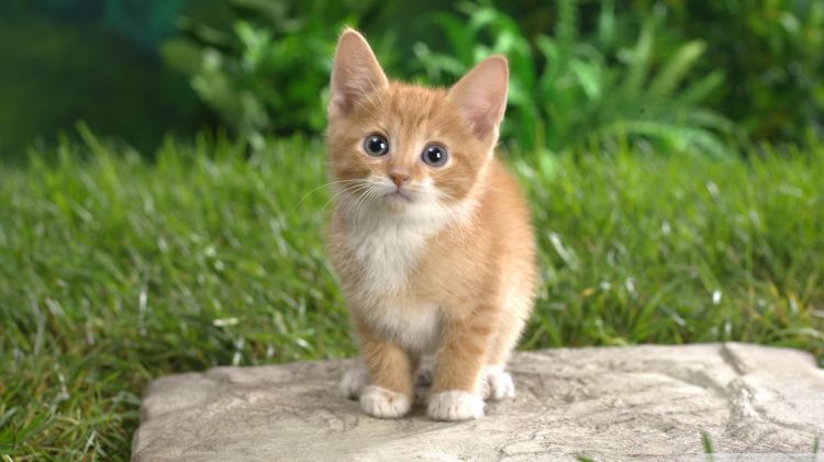 Fonds d'cran Animaux Chats - Chatons Chat