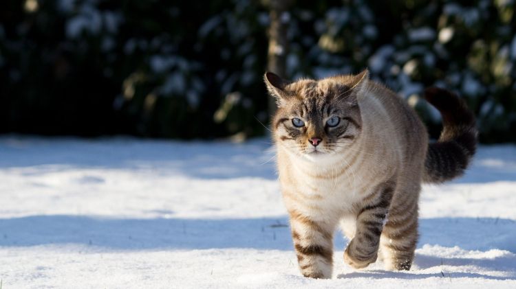 Fonds d'cran Animaux Chats - Chatons Chat