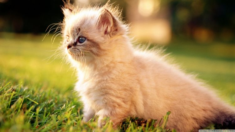 Fonds d'cran Animaux Chats - Chatons Chat