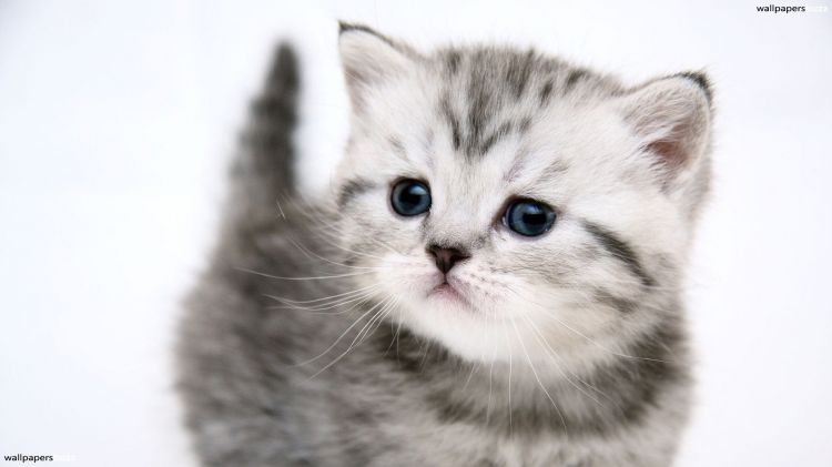 Fonds d'cran Animaux Chats - Chatons Chat