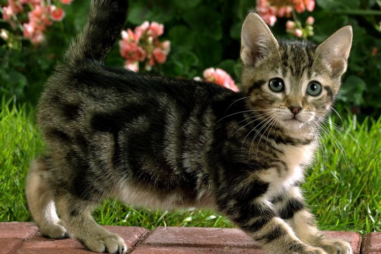 Fonds d'cran Animaux Chats - Chatons Chat