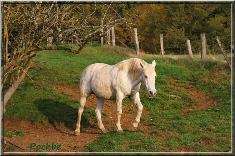 Fonds d'cran Animaux Chevaux Wallpaper N319005