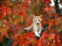  Animaux Chat