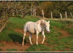  Animaux Image sans titre N319005