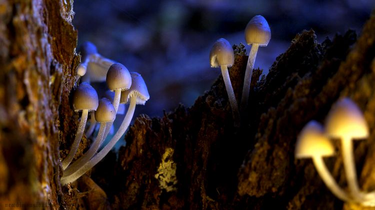 Fonds d'cran Nature Champignons Petit monde magique.