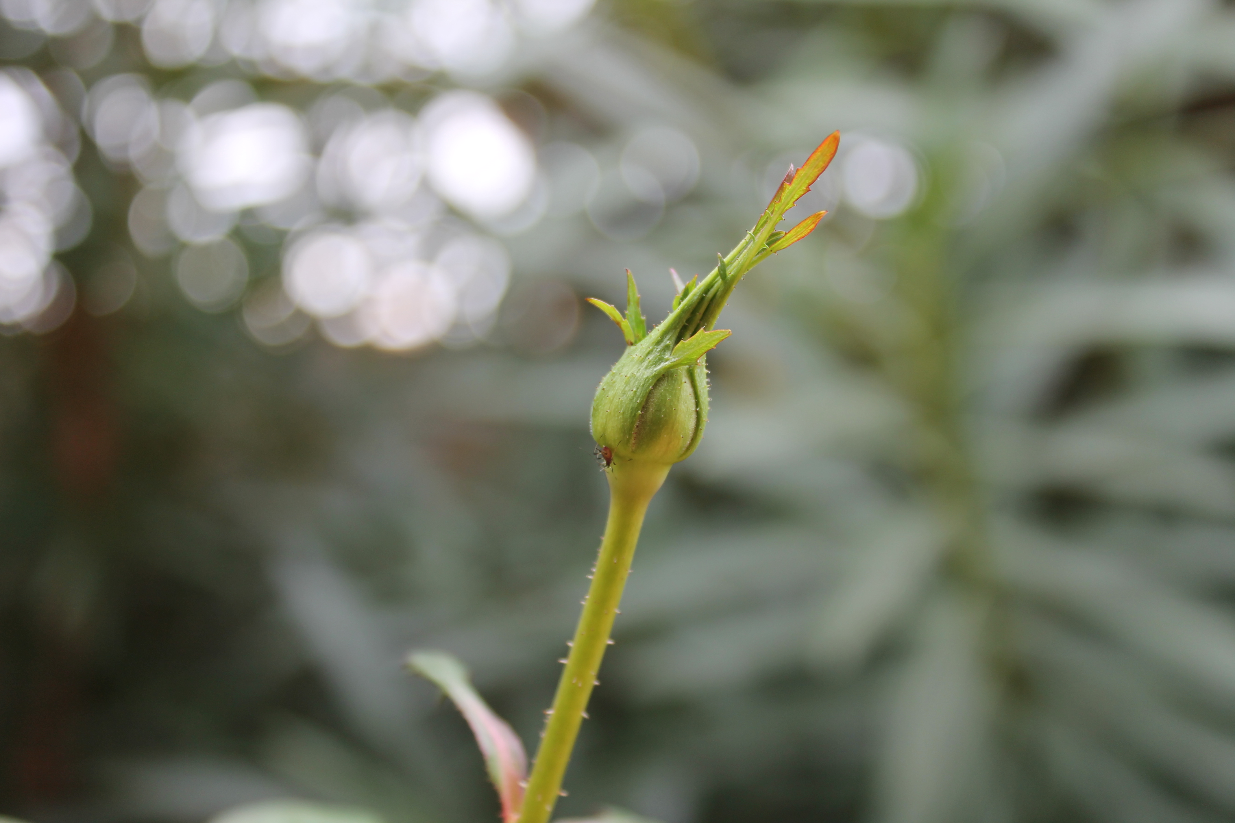 Wallpapers Nature Buds un bourgeon