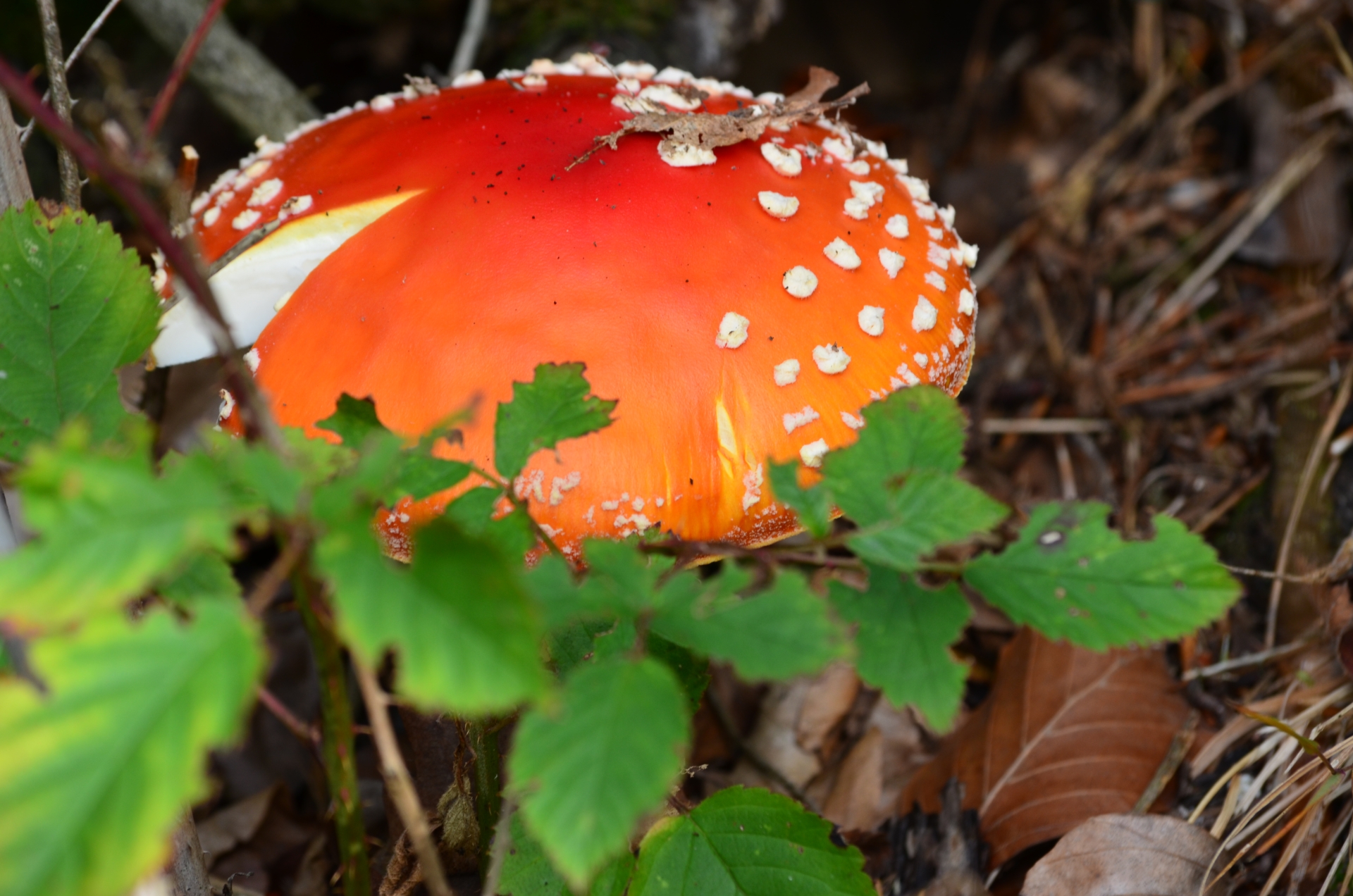 Fonds d'cran Nature Champignons 