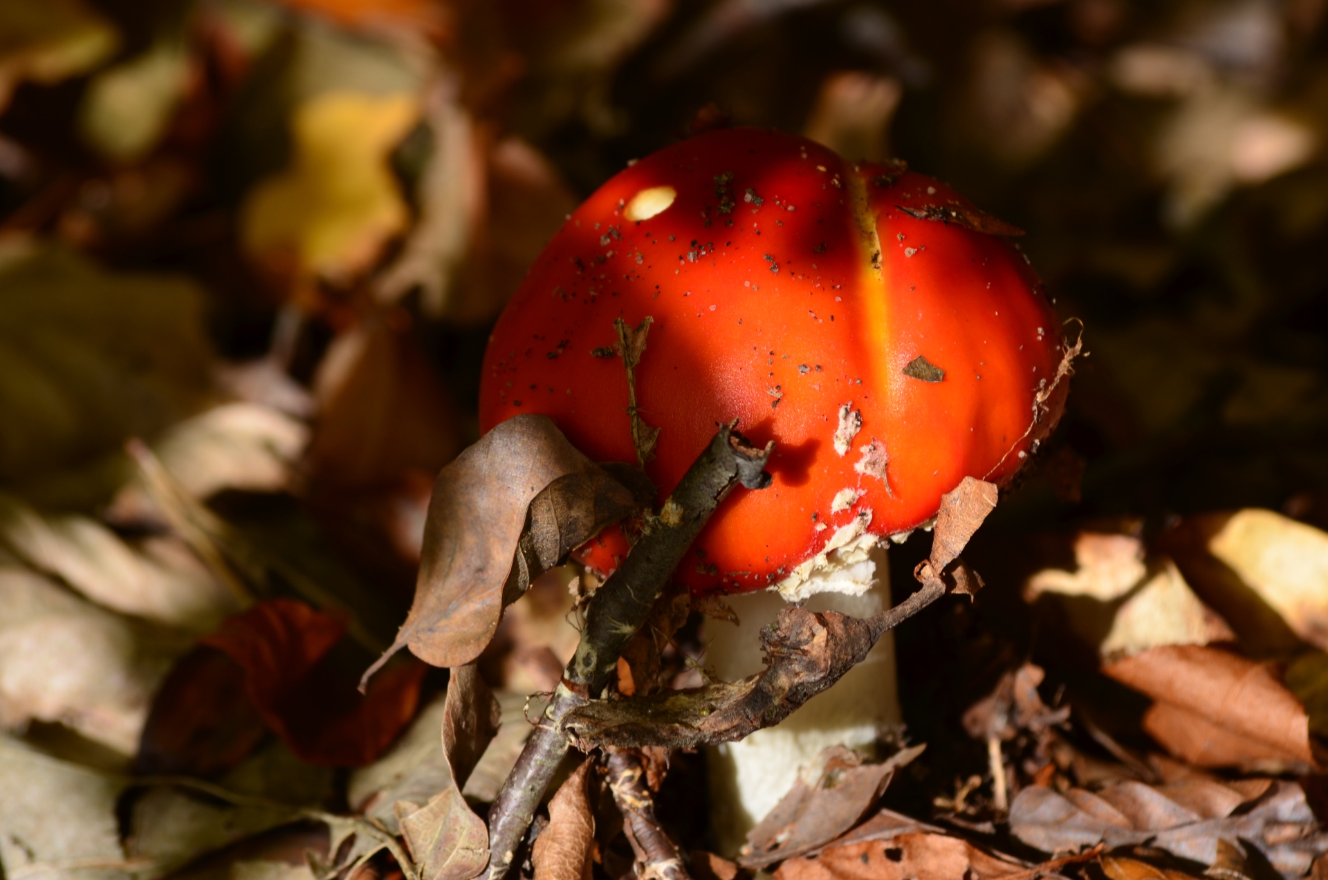 Fonds d'cran Nature Champignons 