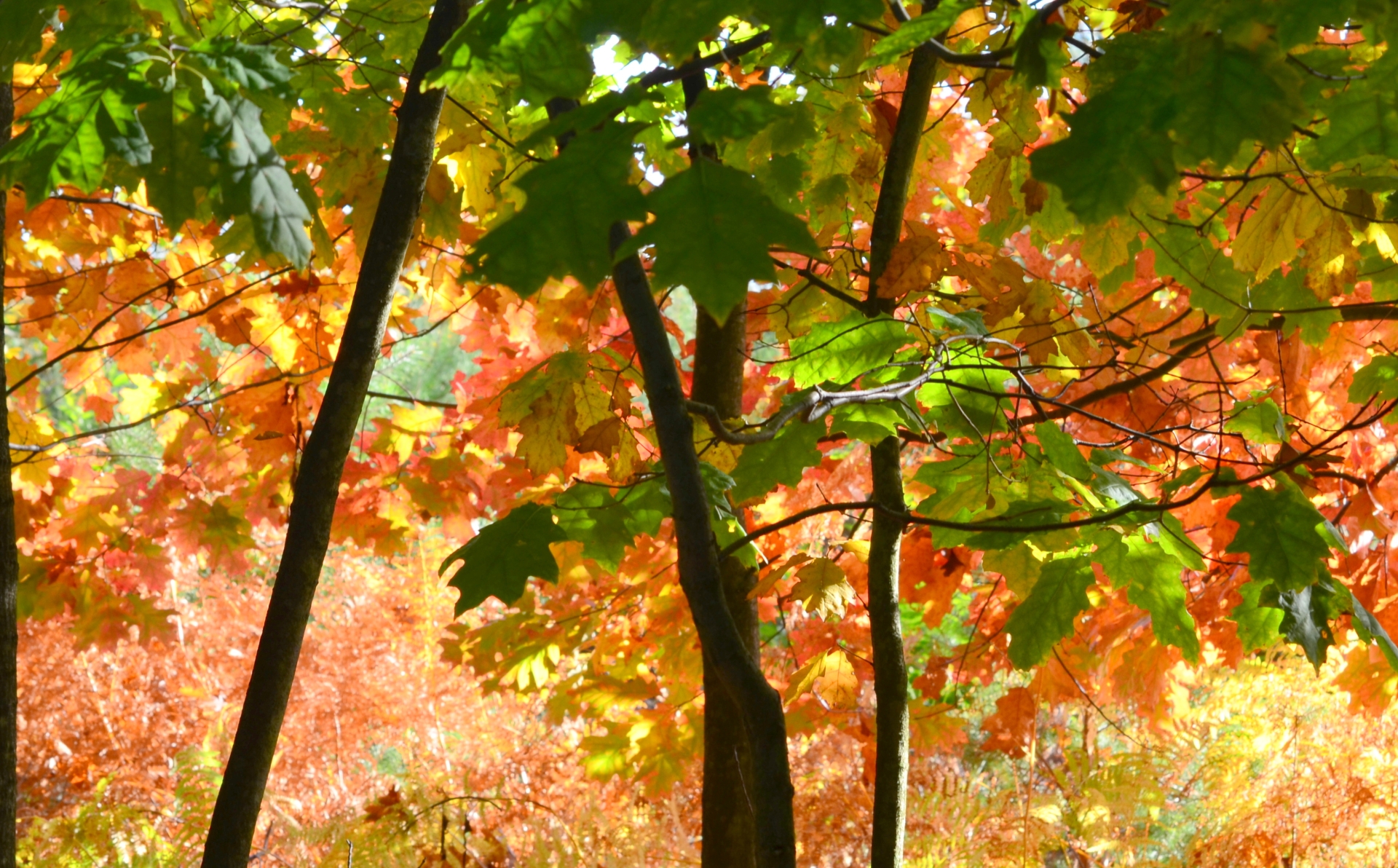 Fonds d'cran Nature Saisons - Automne 