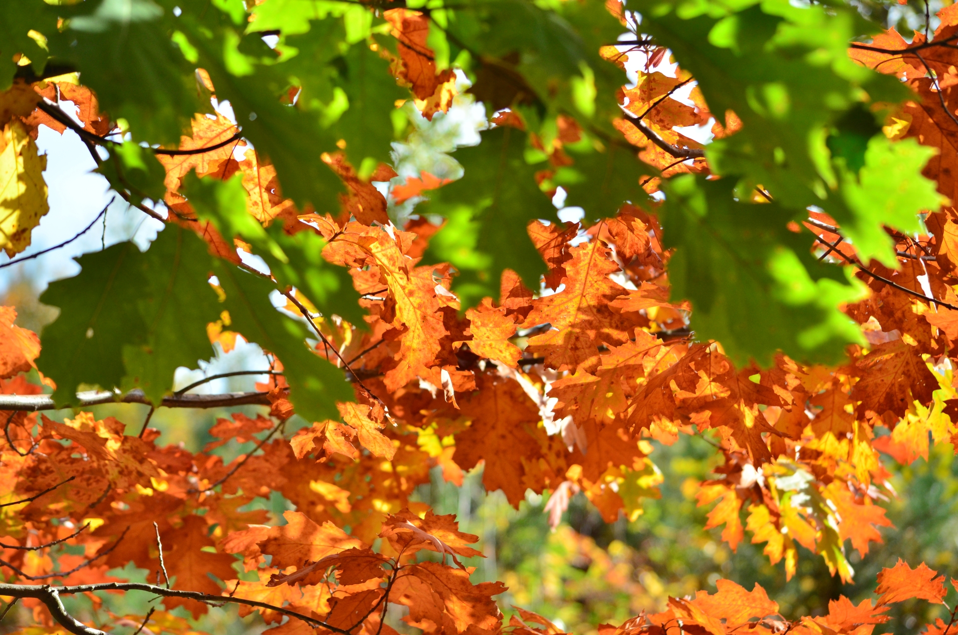 Fonds d'cran Nature Saisons - Automne 