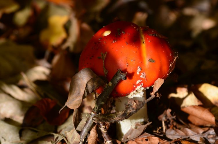 Fonds d'cran Nature Champignons Wallpaper N319222