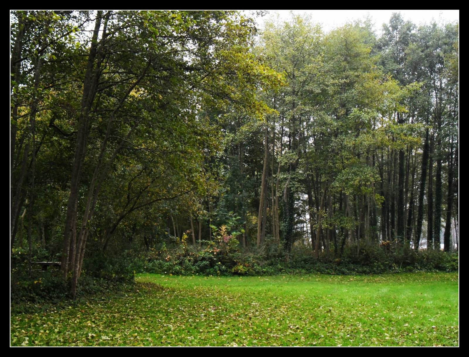 Fonds d'cran Nature Arbres - Forts parc des marais