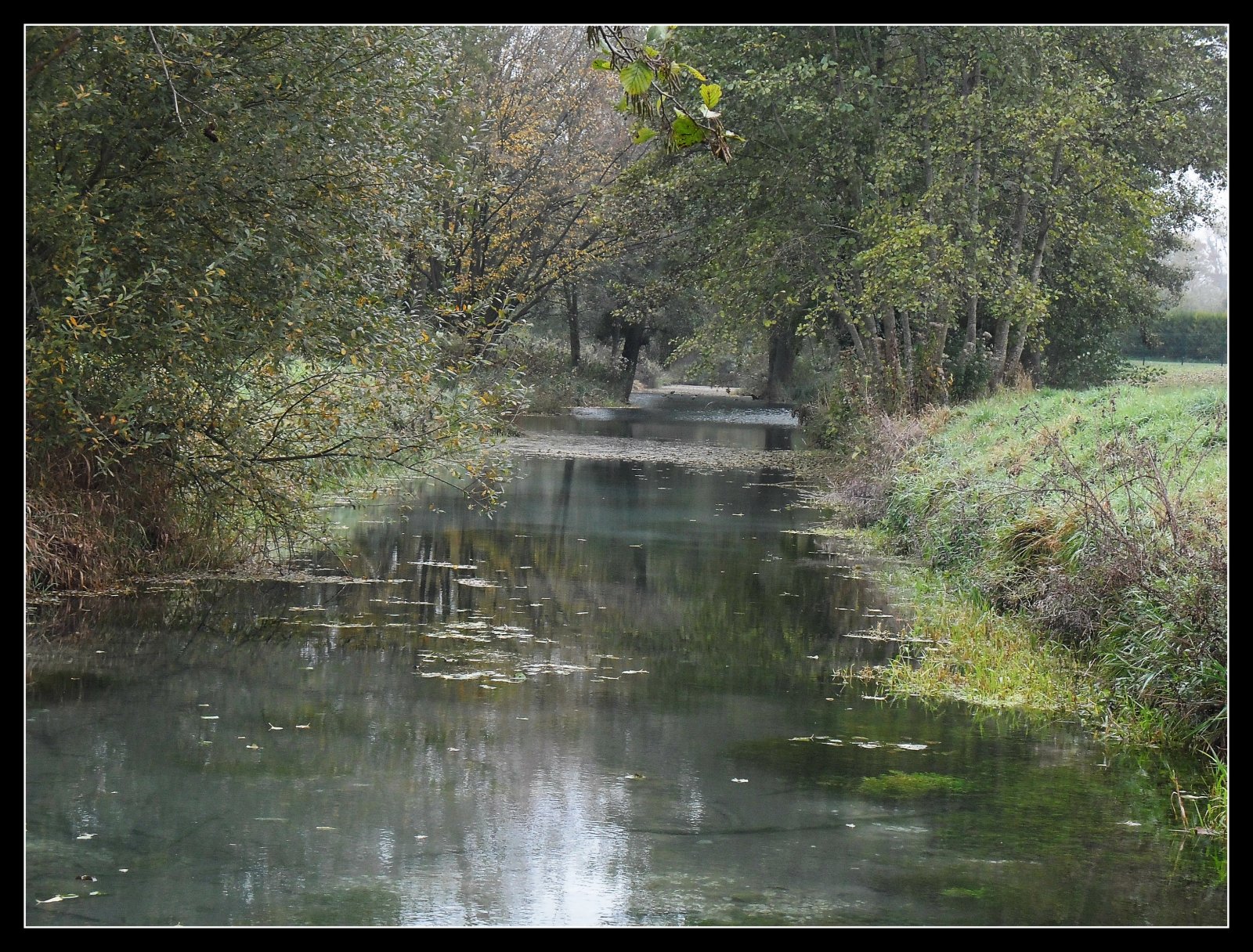 Wallpapers Nature Swamps marais et poules d'eau