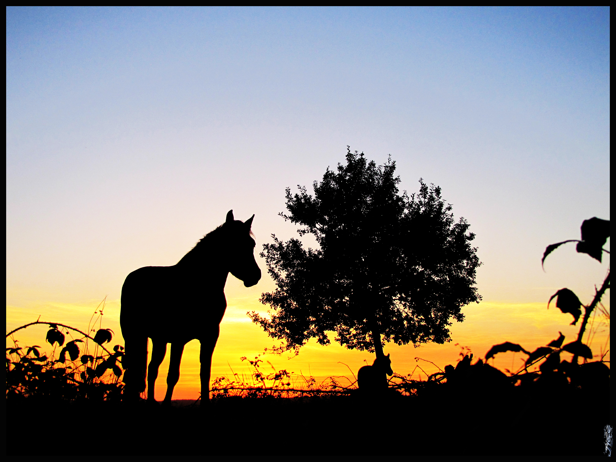 Fonds d'cran Nature Couchers et levers de Soleil 