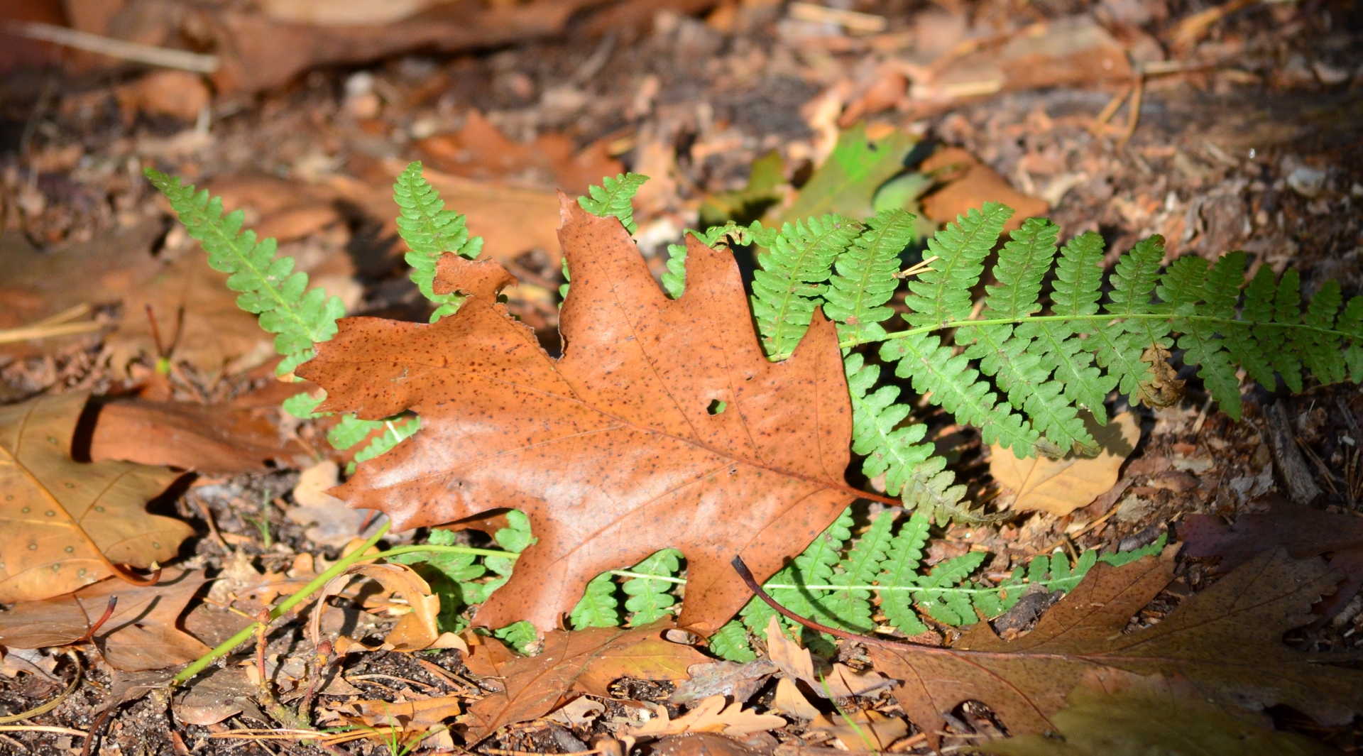 Wallpapers Nature Seasons - Fall 