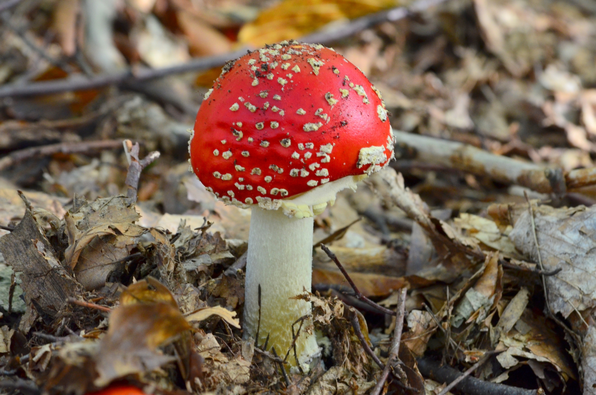 Fonds d'cran Nature Champignons 