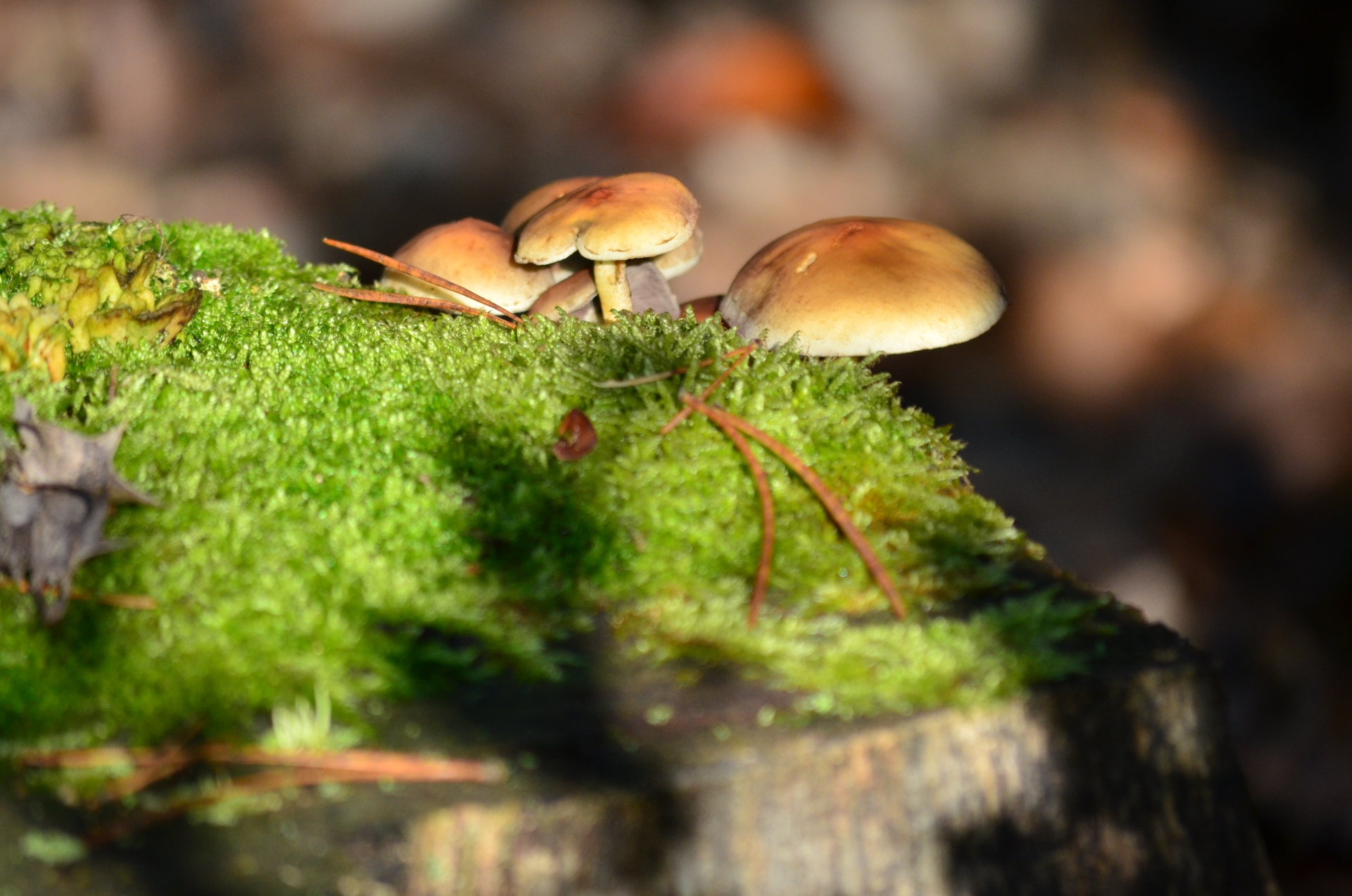 Wallpapers Nature Mushrooms 