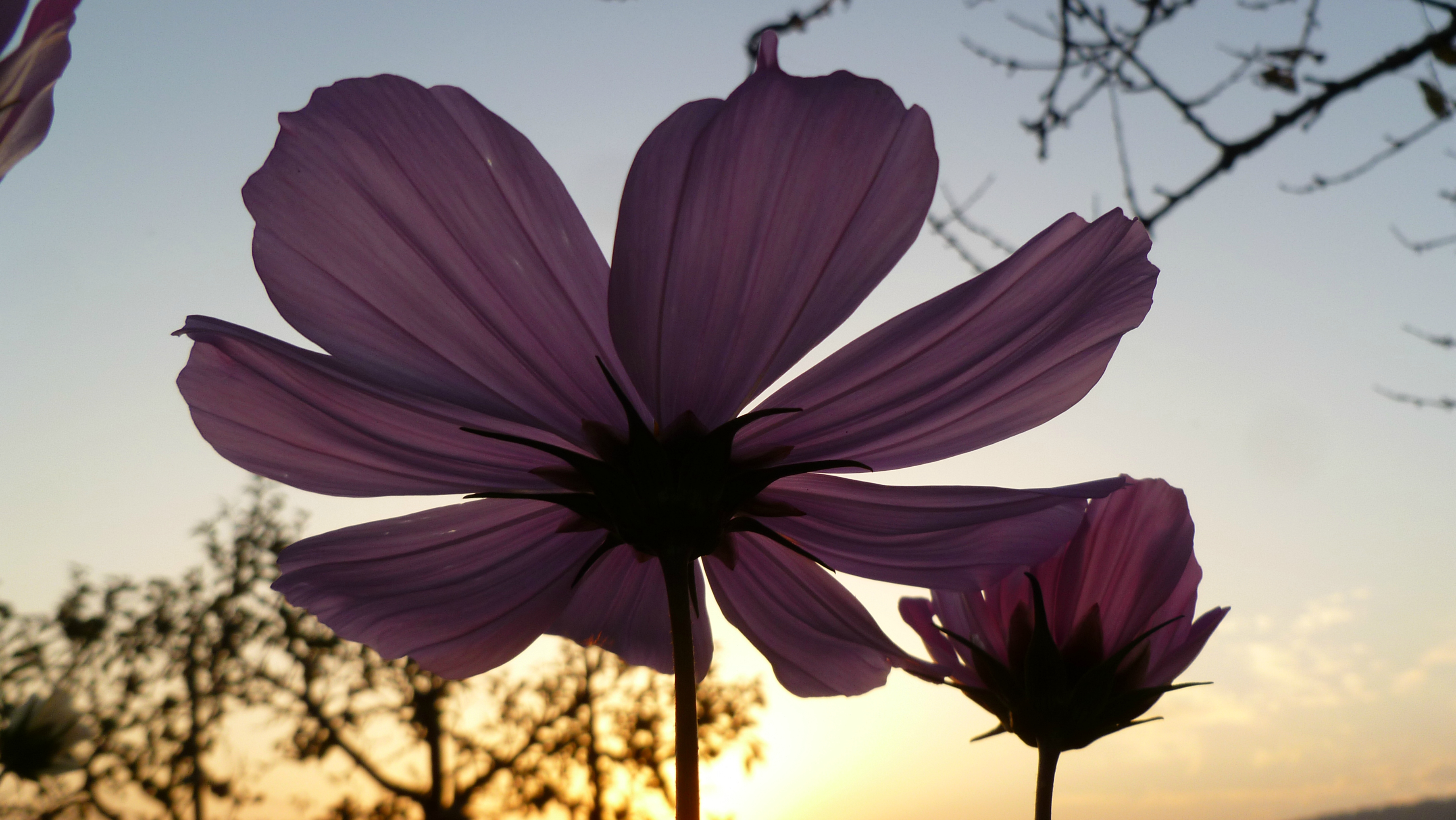 Fonds d'cran Nature Fleurs Fleure sauvage