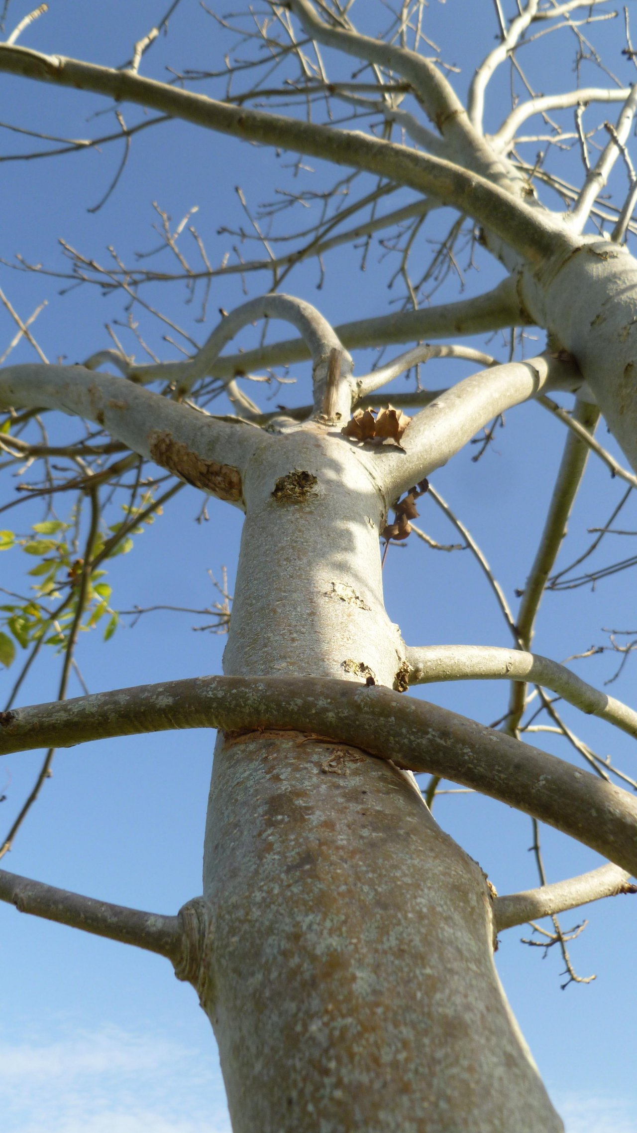 Fonds d'cran Nature Arbres - Forts Arbre